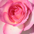 Alb - roz - Trandafir teahibrid - Tourmaline